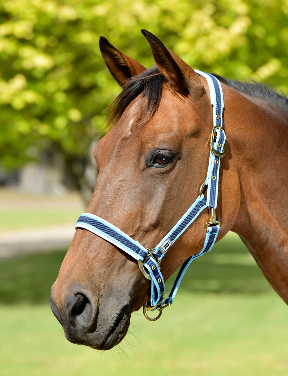 ROMA Padded Headcollar