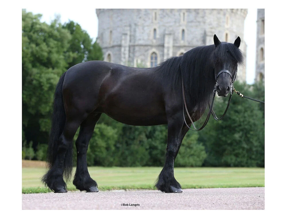 BREYER Traditional Carltonlima Emma The Queen'S Pony