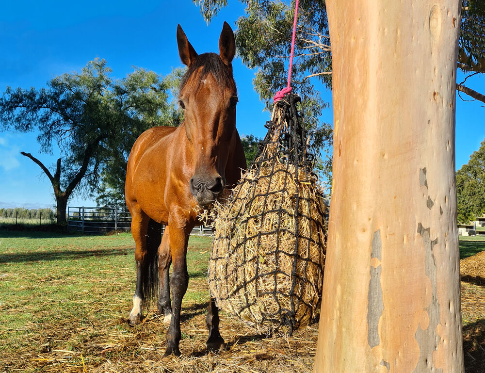 GUTZBUSTA Deluxe 5MM Knotless Slow Feed Hay Net