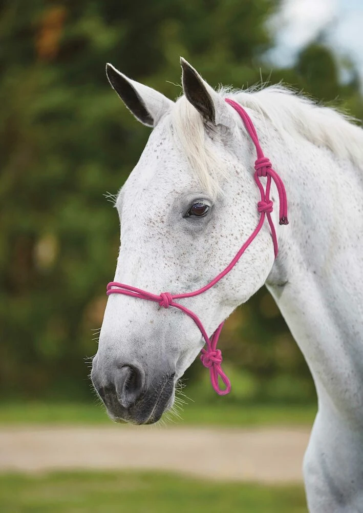 ROMA Nylon Rope Headcollar