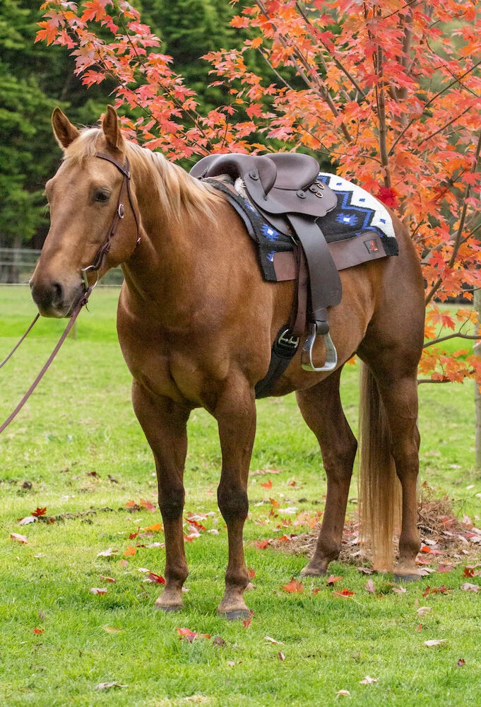 JOSEPH JOHN Jj Leather Half Breed Saddle