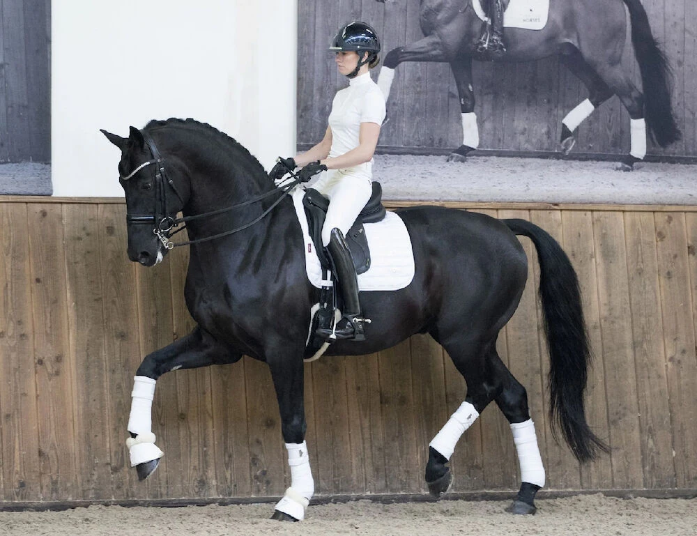 LEMIEUX Lemieux Loire Classic Satin Square Dressage Saddle Pad