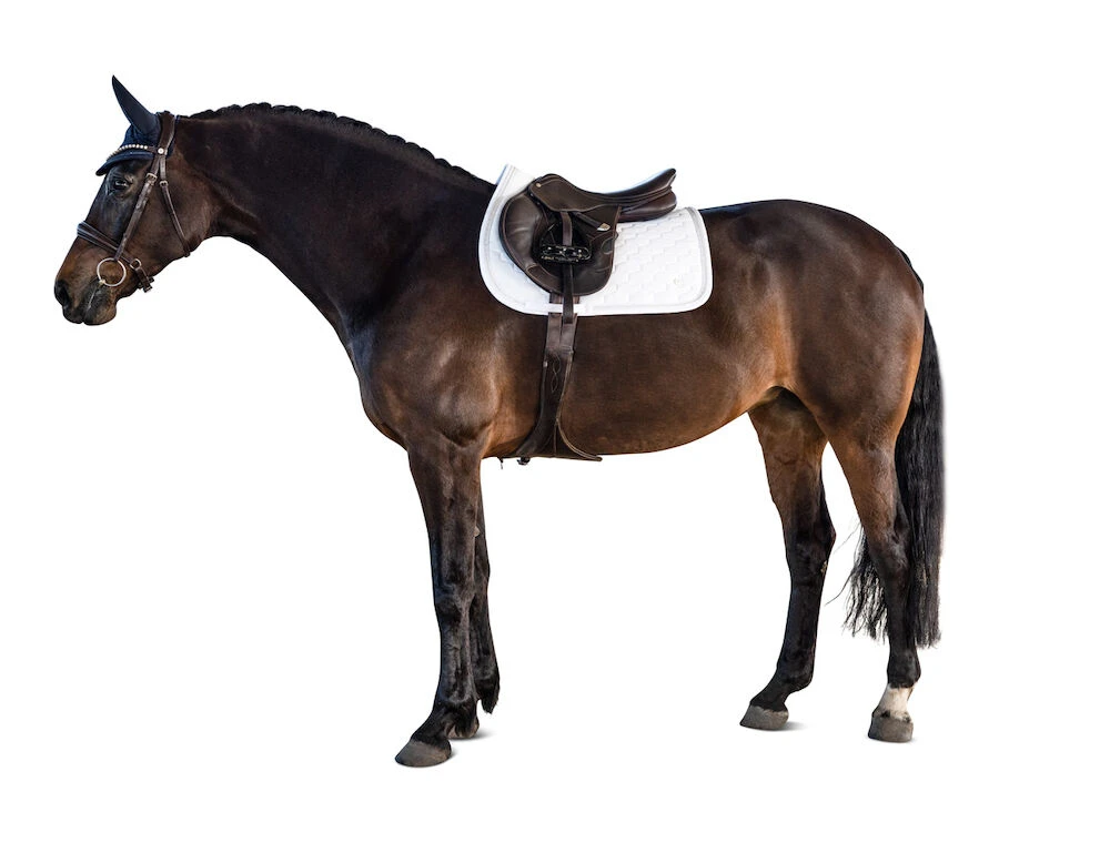 LARA TWEEDIE Classic All Purpose Saddle Pad