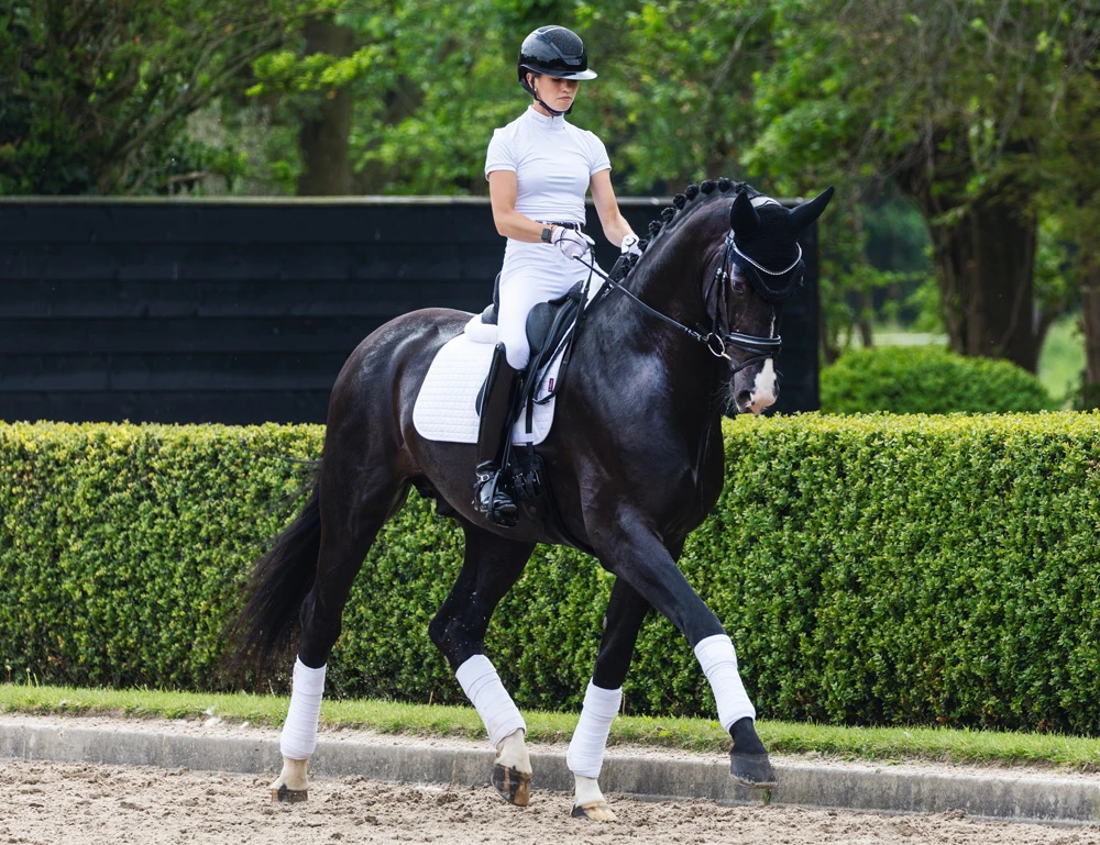 LEMIEUX Lemieux Prosport Suede Square Dressage Saddle Pad