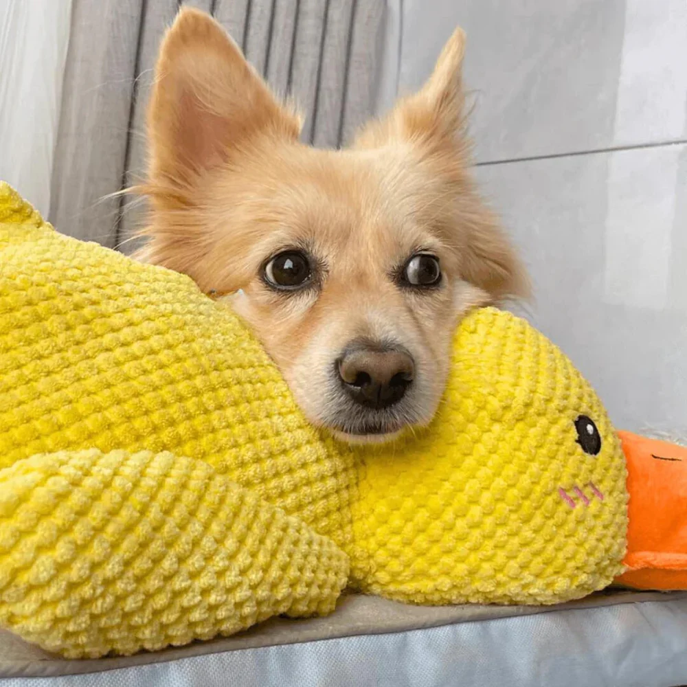Duck™ - Anti anxiety e durable toy