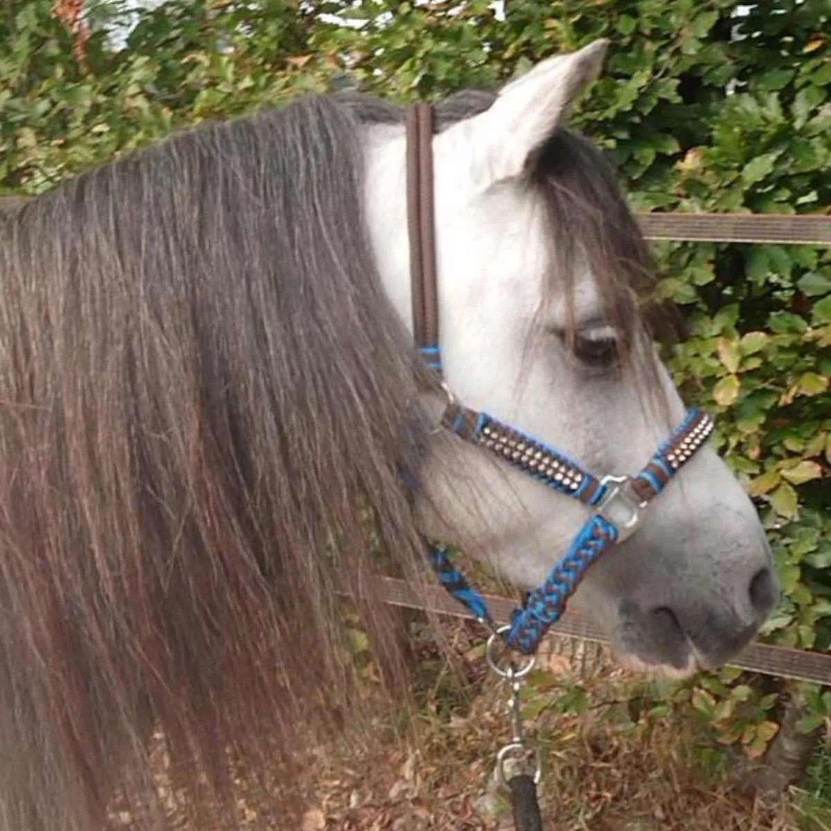 Pagony Deluxe Rope Halter