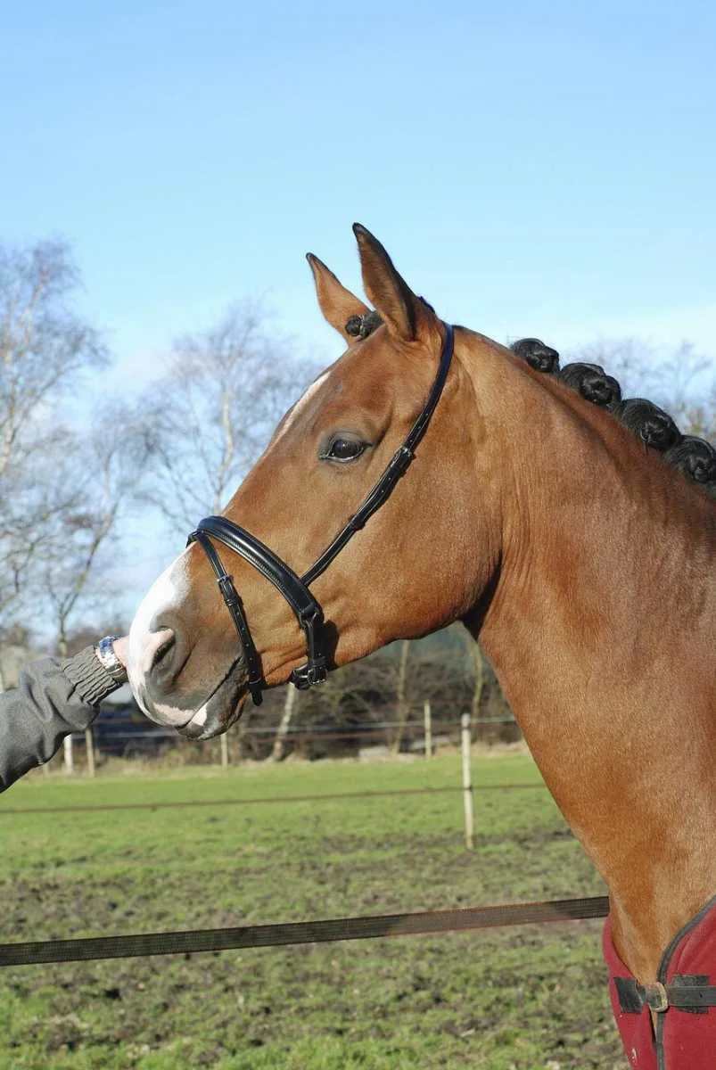 Kieffer Combined Noseband