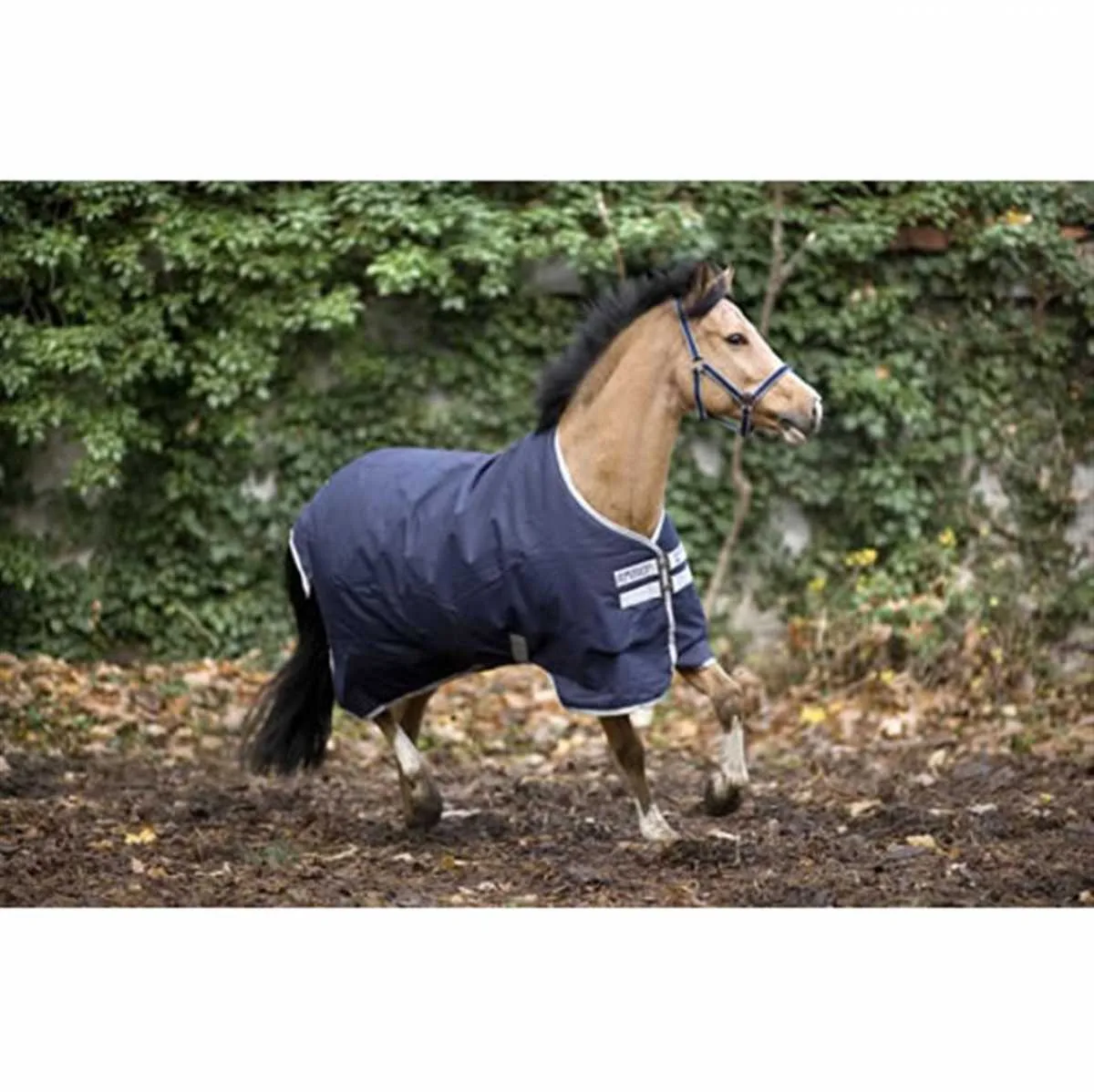 Amigo Bravo-12 Turnout medium 1200d