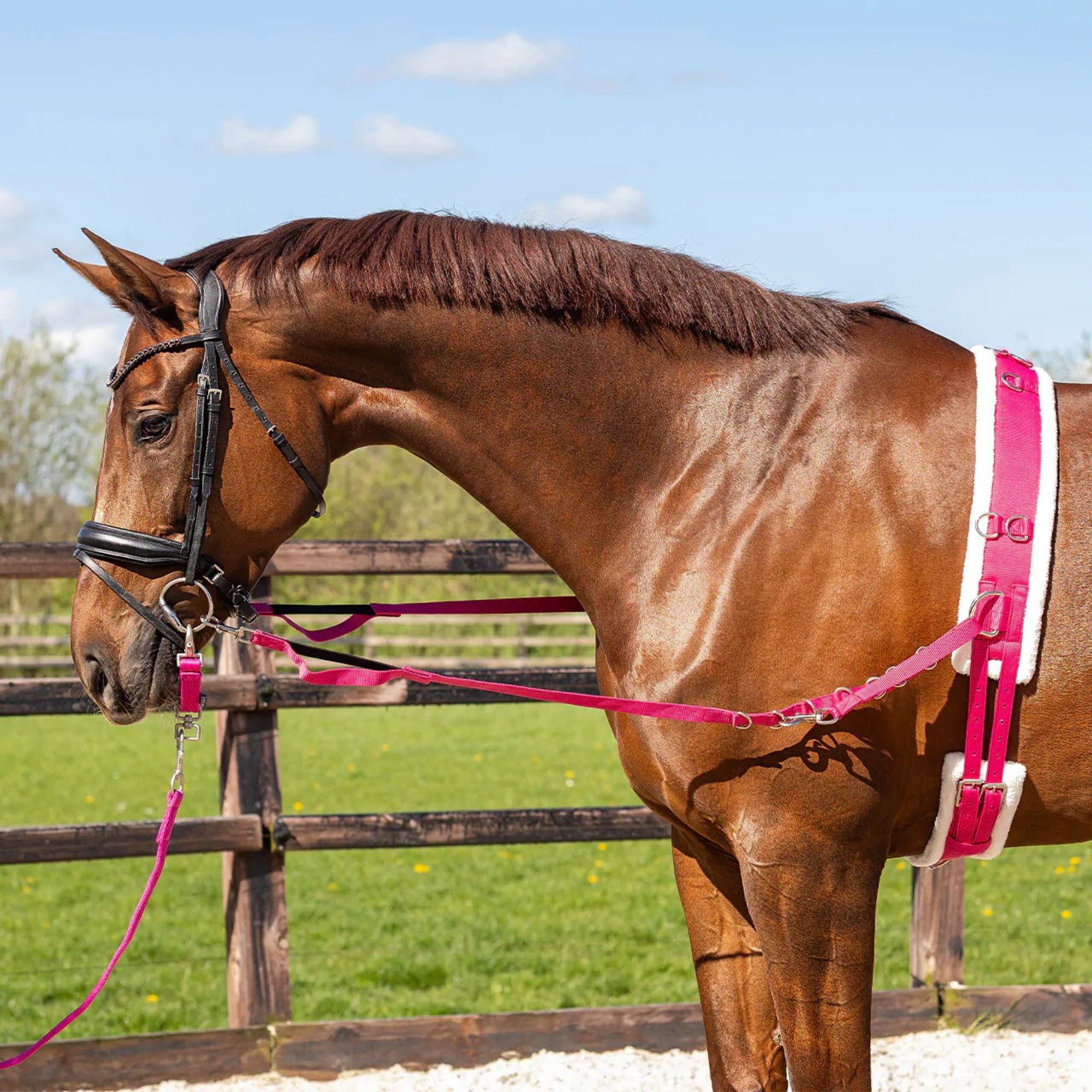 Pagony Wiesmoor Lunging Girth