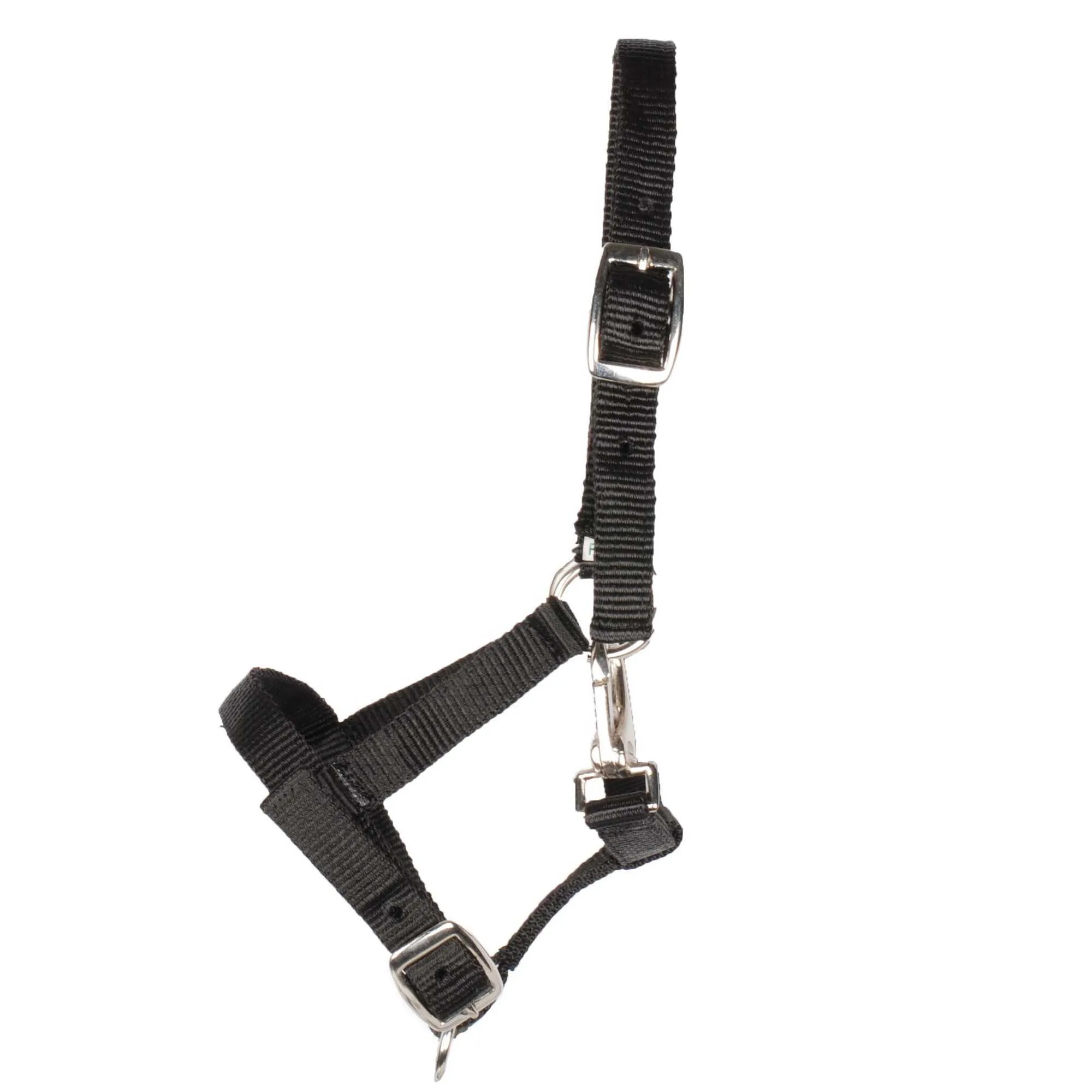 Pagony Happy foal halter