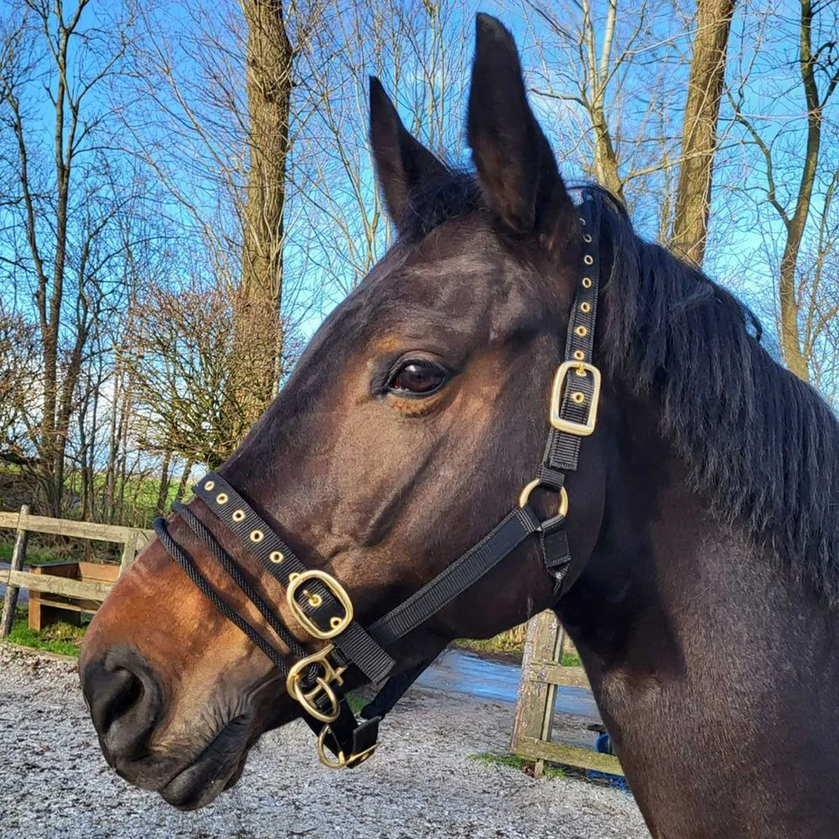 Rosnner training halter