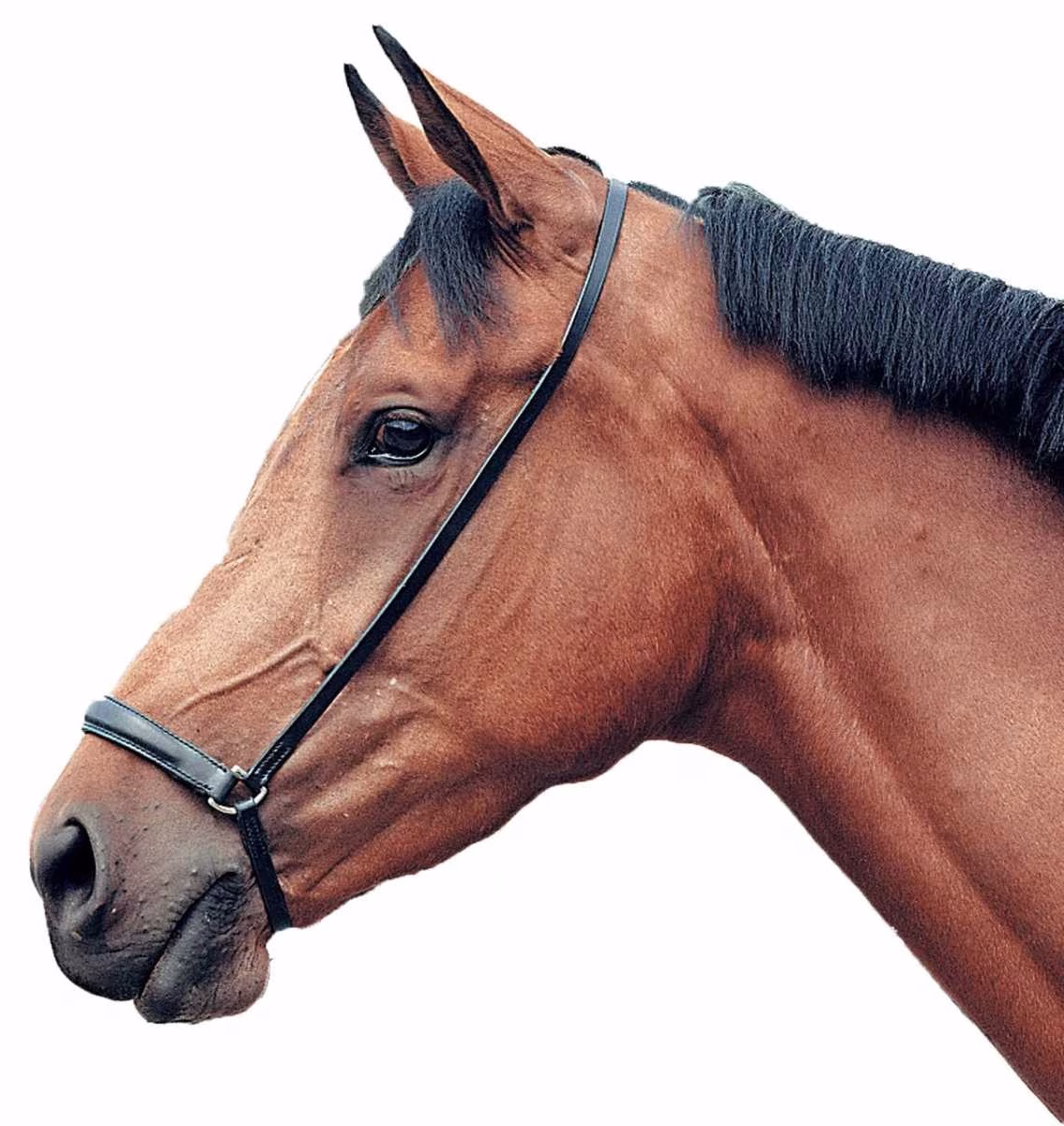 Pagony Low Noseband