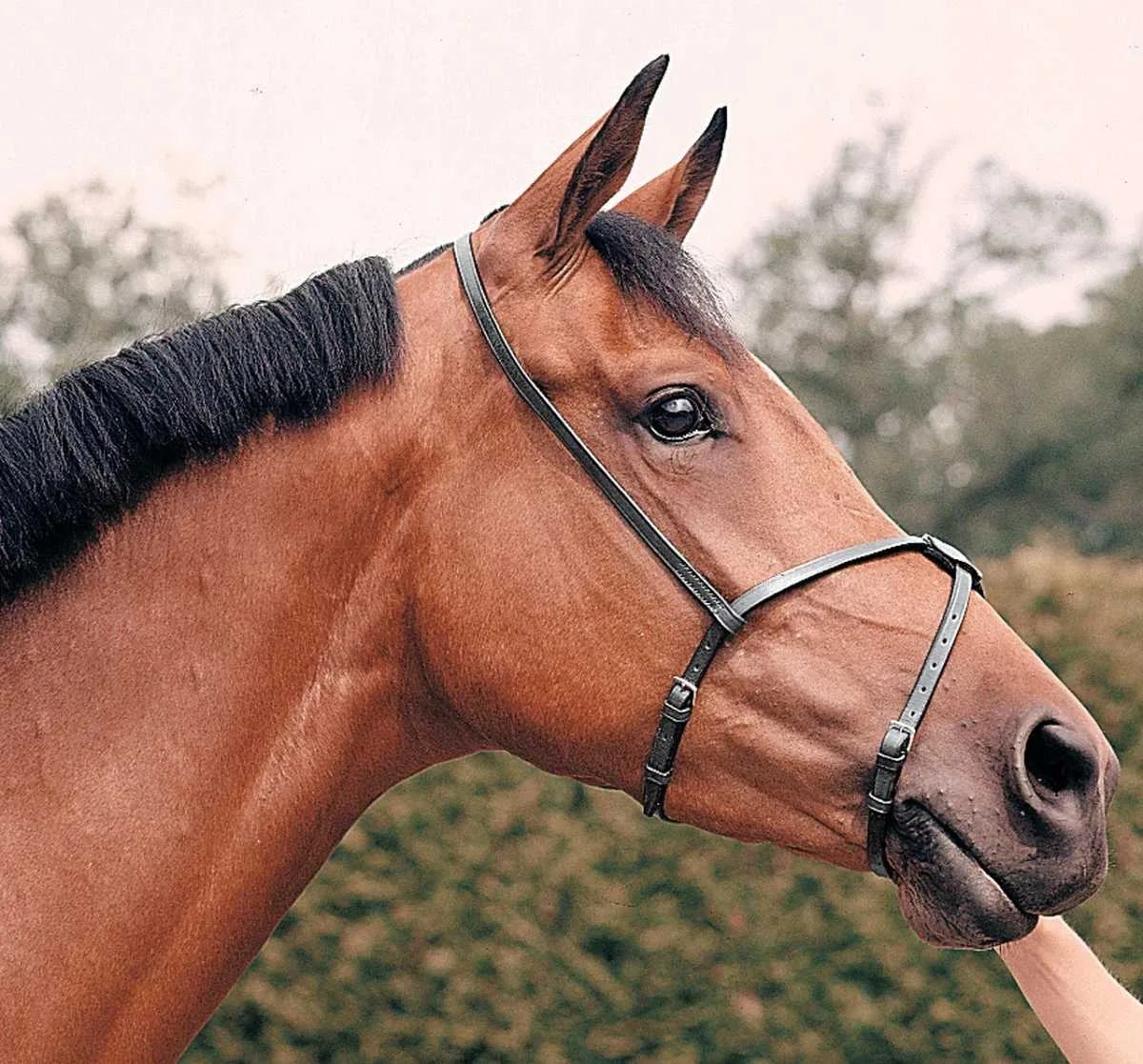 Pagony Mexican noseband