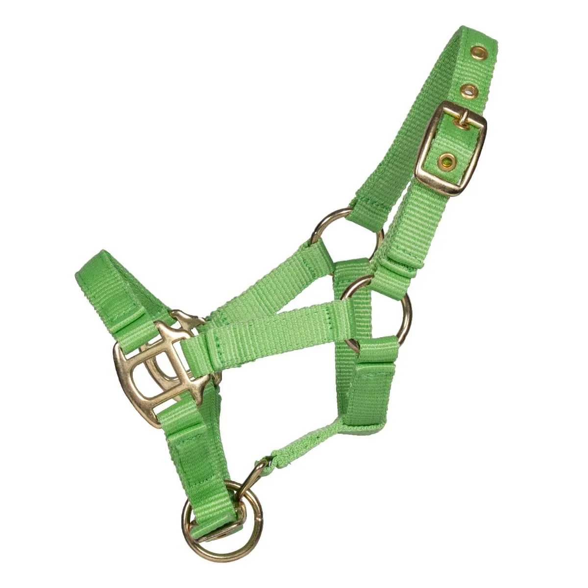 Pagony Lucky foal halter