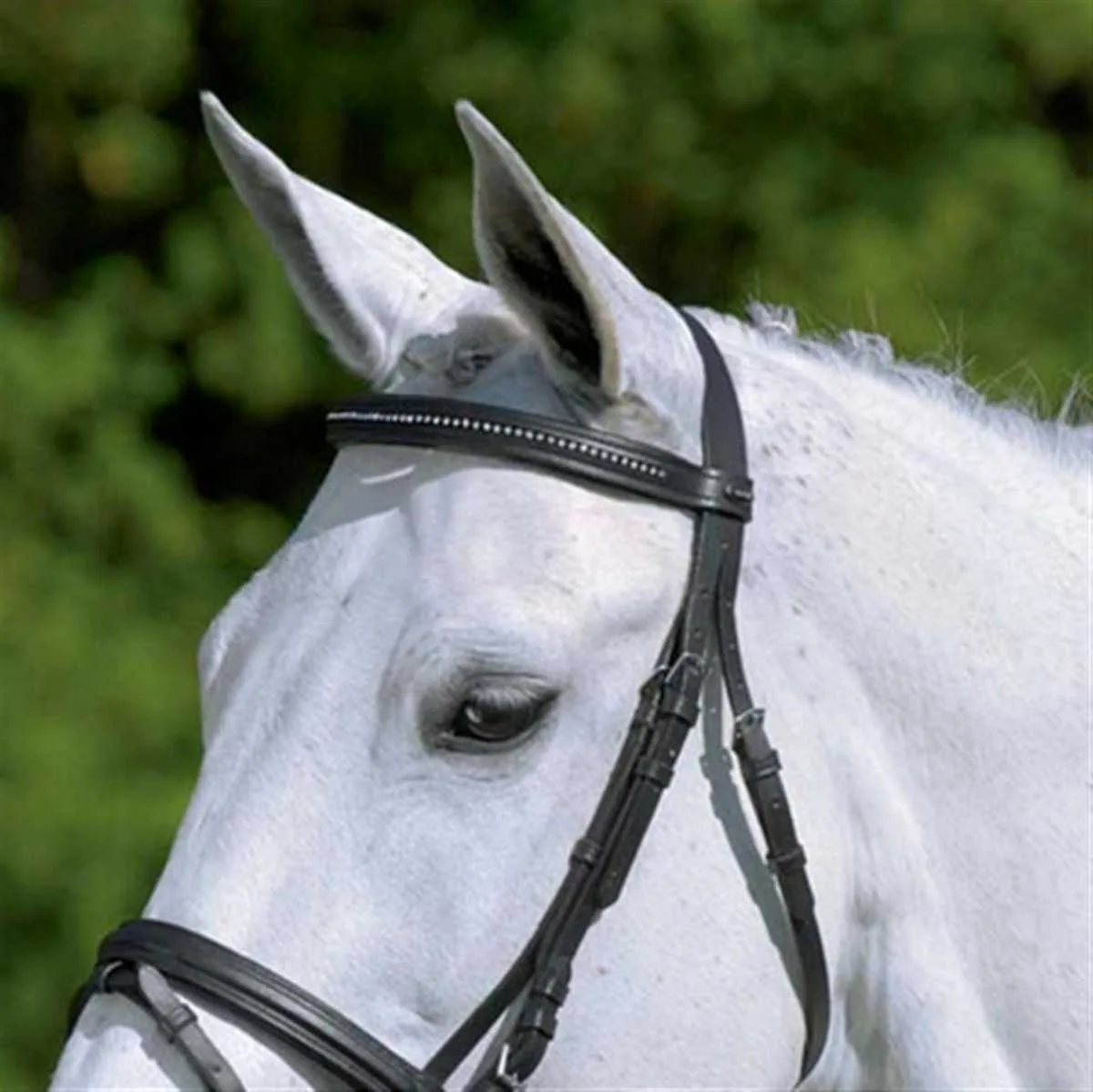 Star Diamond bridle