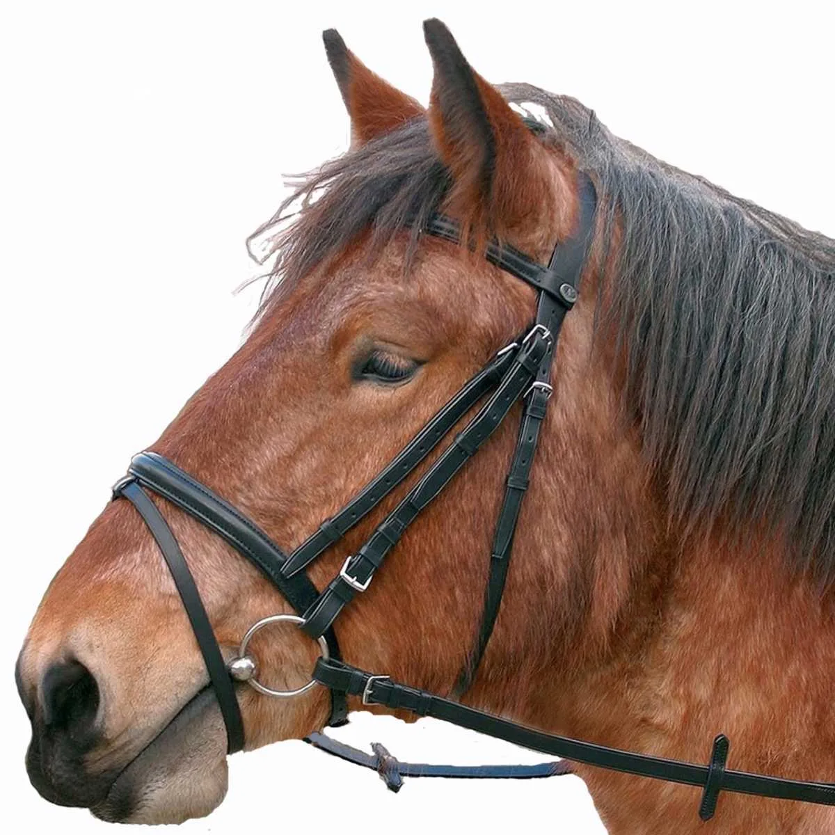 Kieffer cold blood bridle