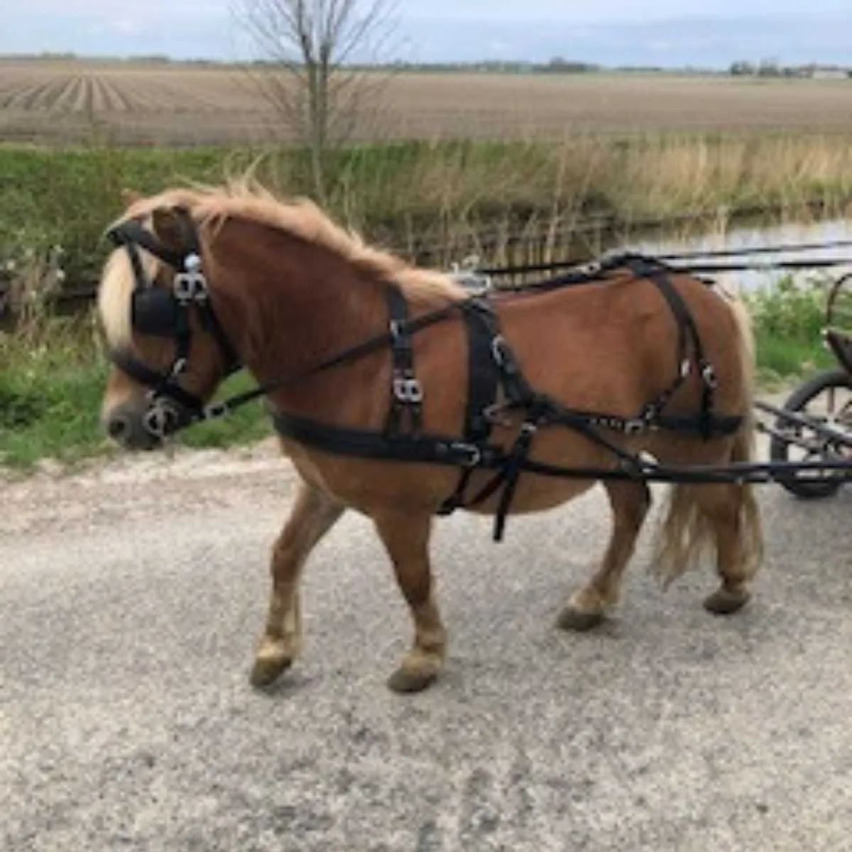 Pagony plastic harness