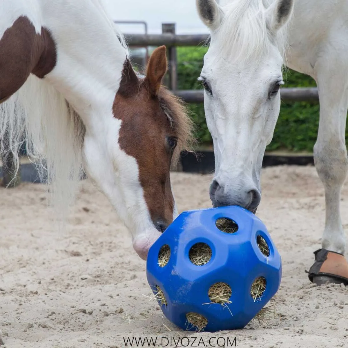 Pagony Hay Feed Ball