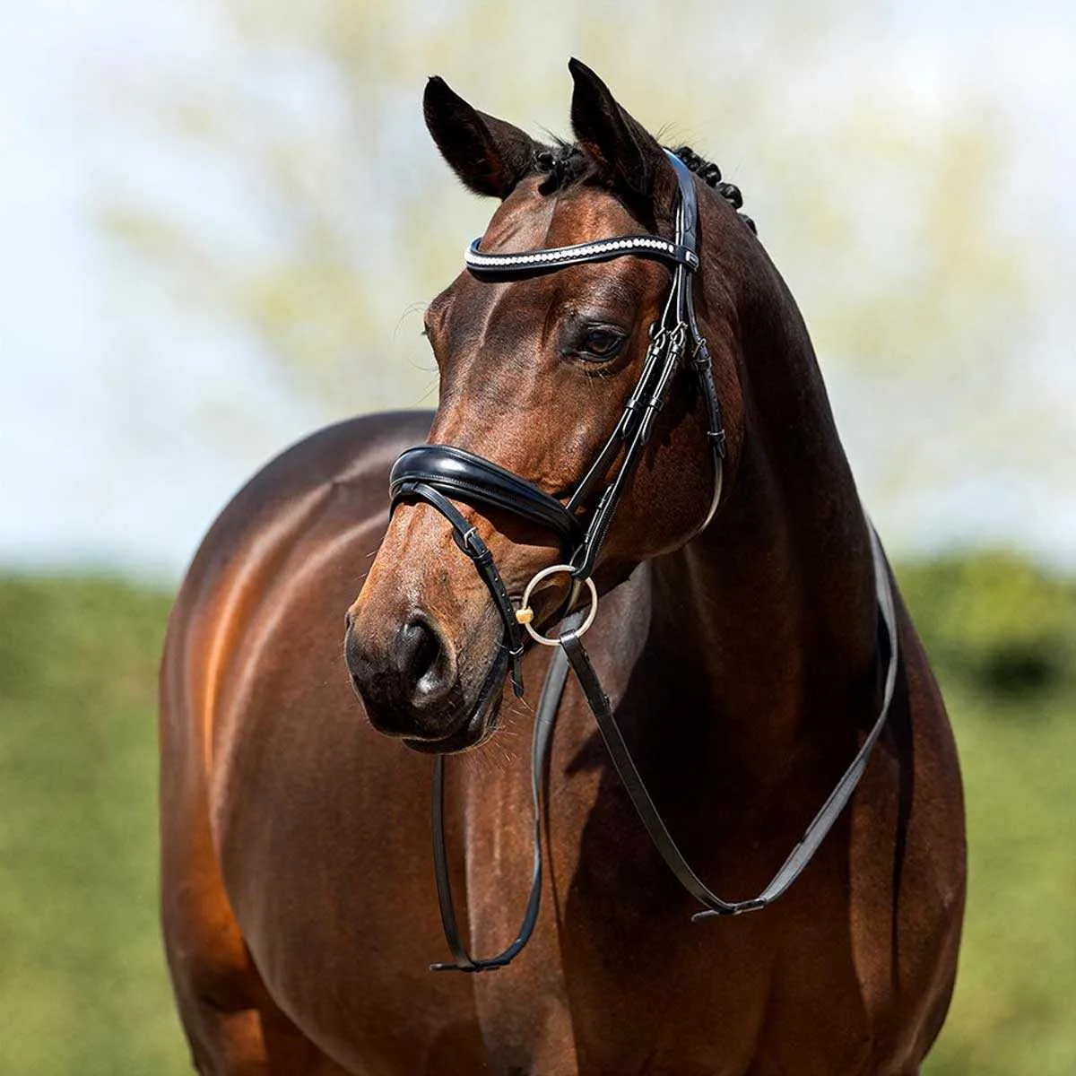 ANKY ATH20004 Bridle