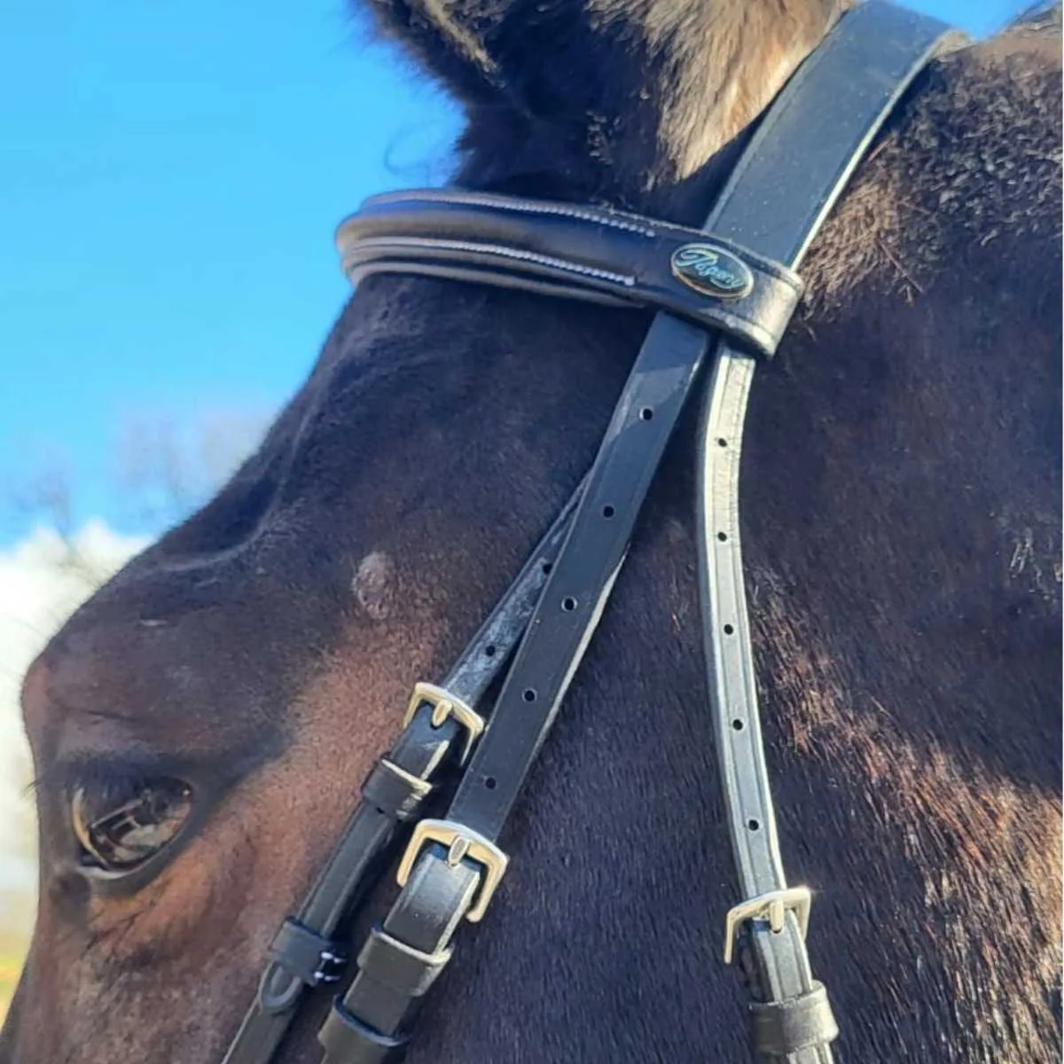 Pagony Basic combi bridle