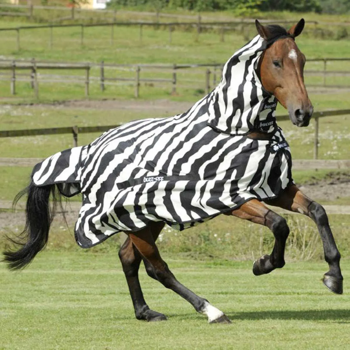 Bucas Buzz-Off Zebra fly rug