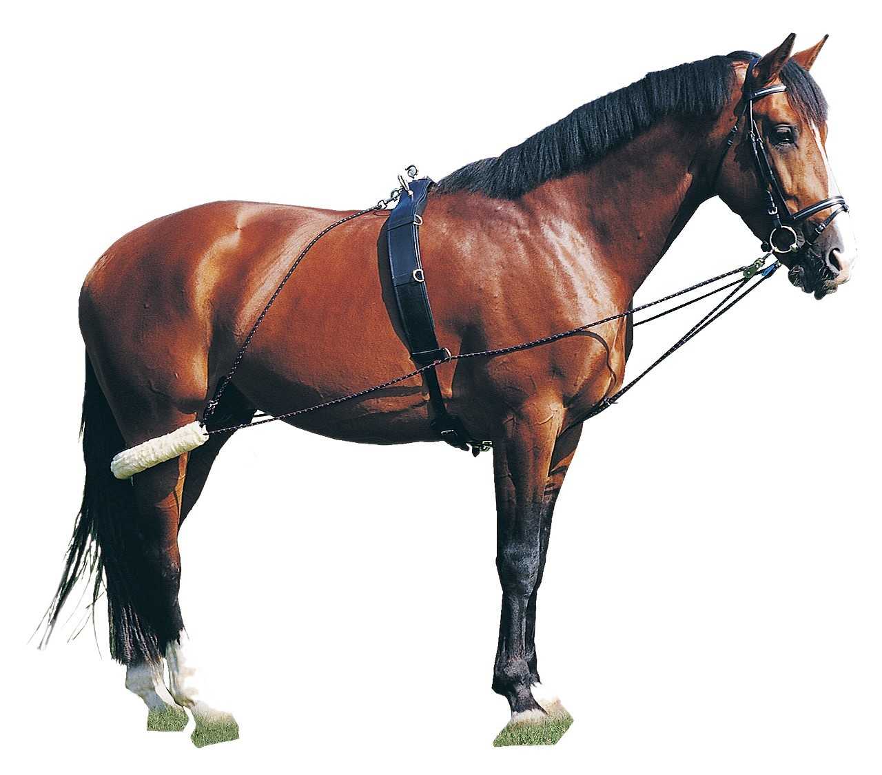 Pagony Pessoa reins