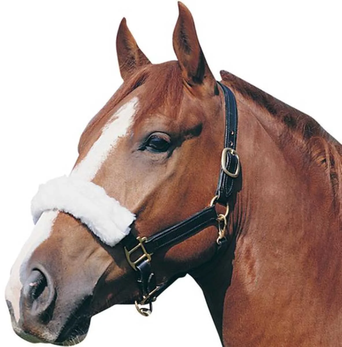Pagony nose fur