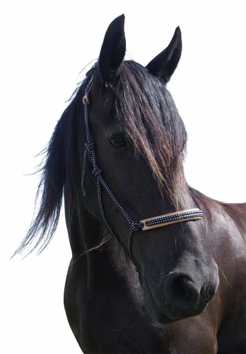 FRA Pablo rope halter