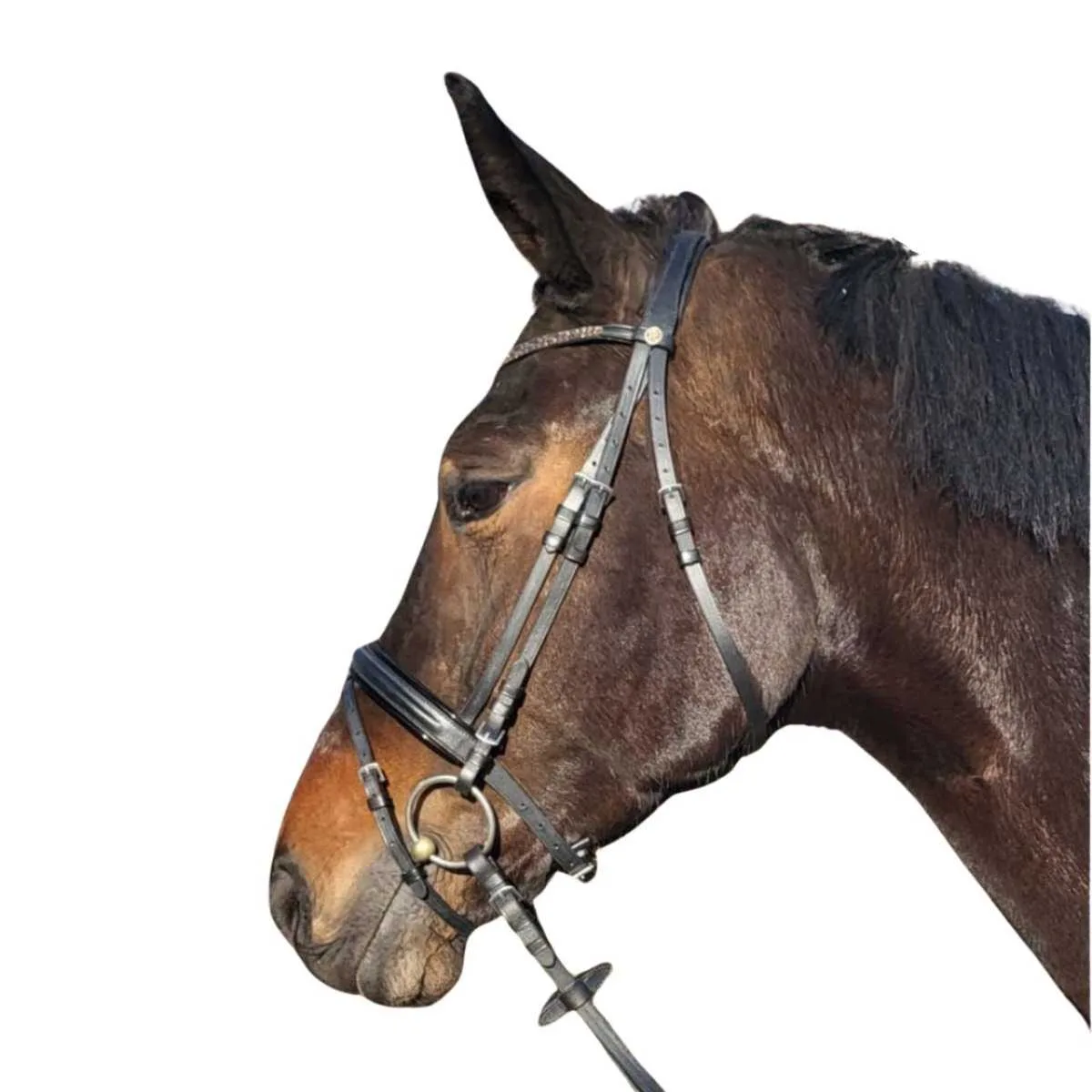 Rossner Demonte bridle
