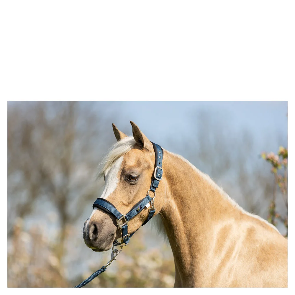 BR Mini Horse Halter Set