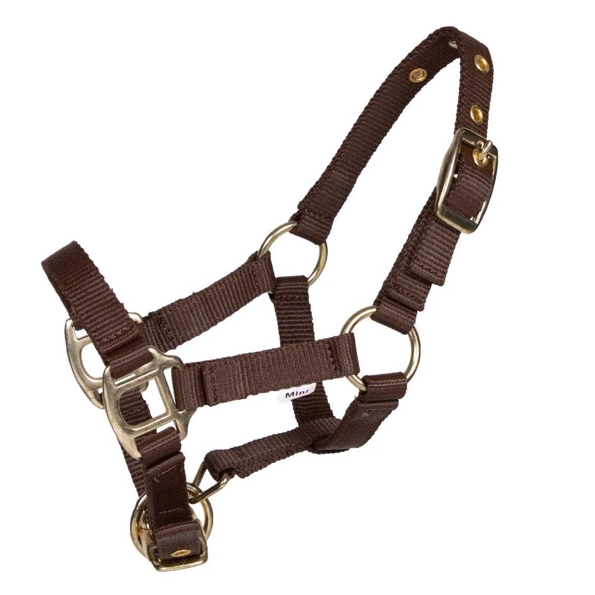Pagony Lucky foal halter