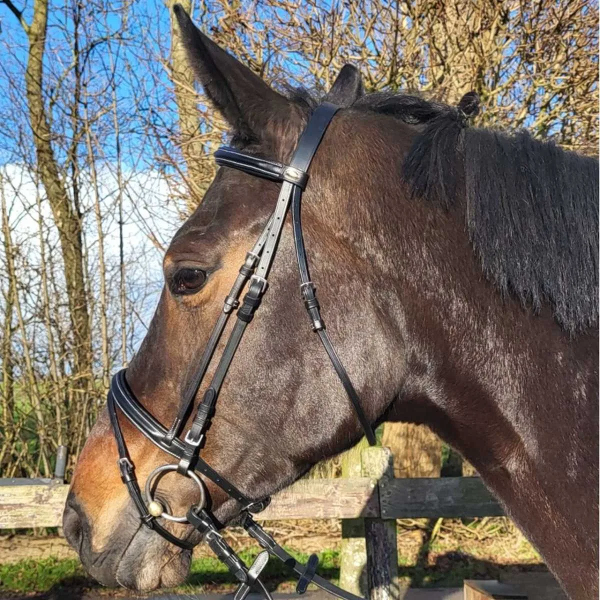 Pagony Basic combi bridle