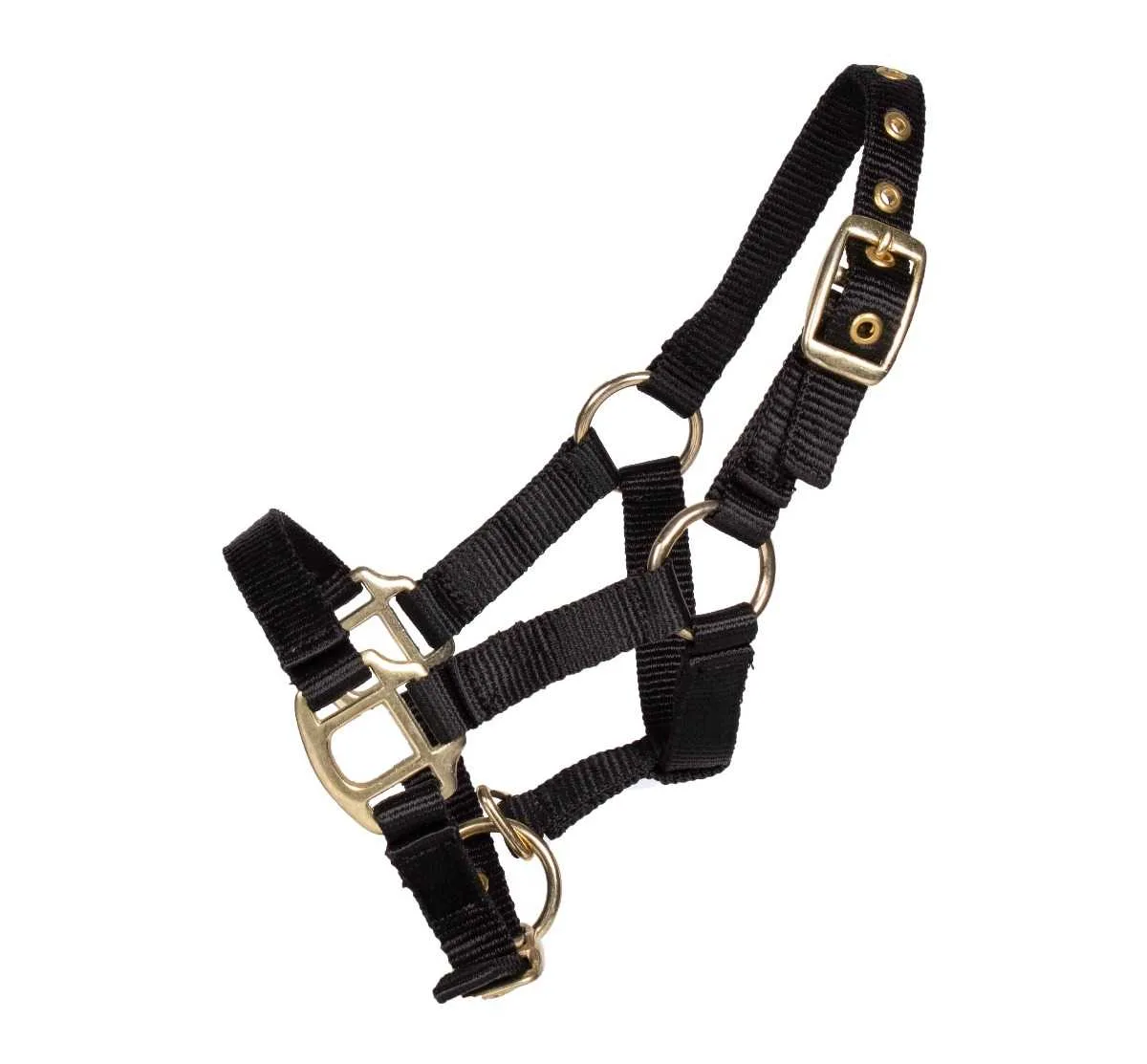 Pagony Lucky foal halter