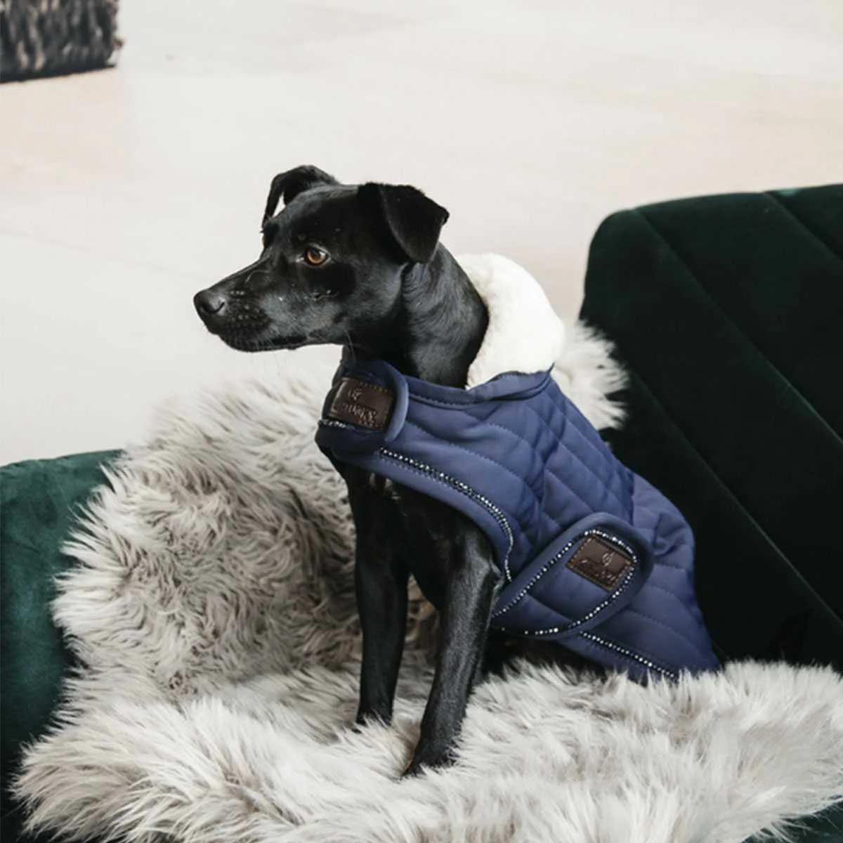 Kentucky Pearls dog blanket
