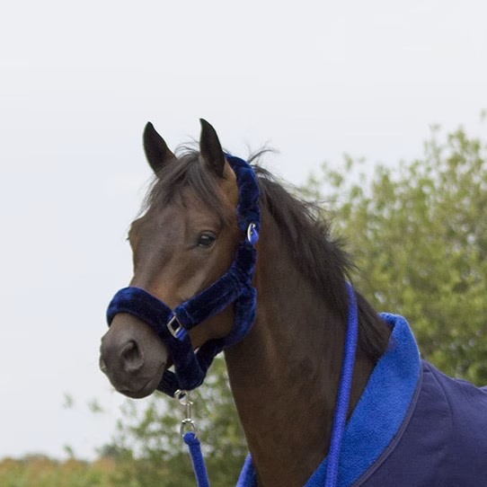 QHP Alaska halter