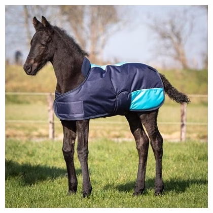 Harry's Horse TwoTone Foal Blanket