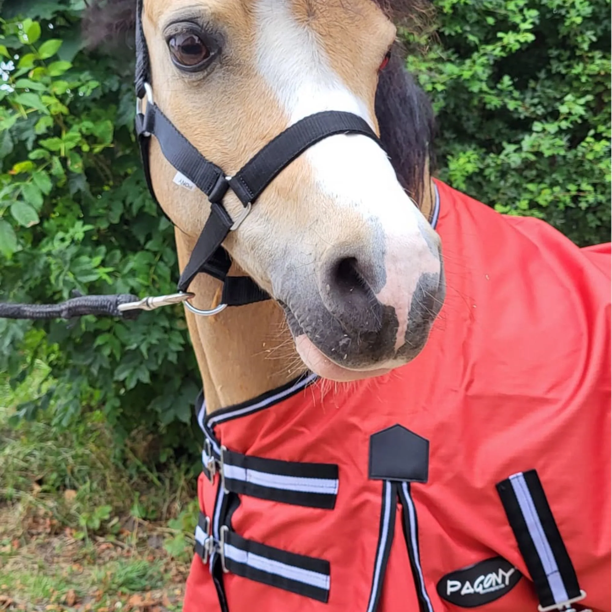Pagony Pony Turnout 0gr