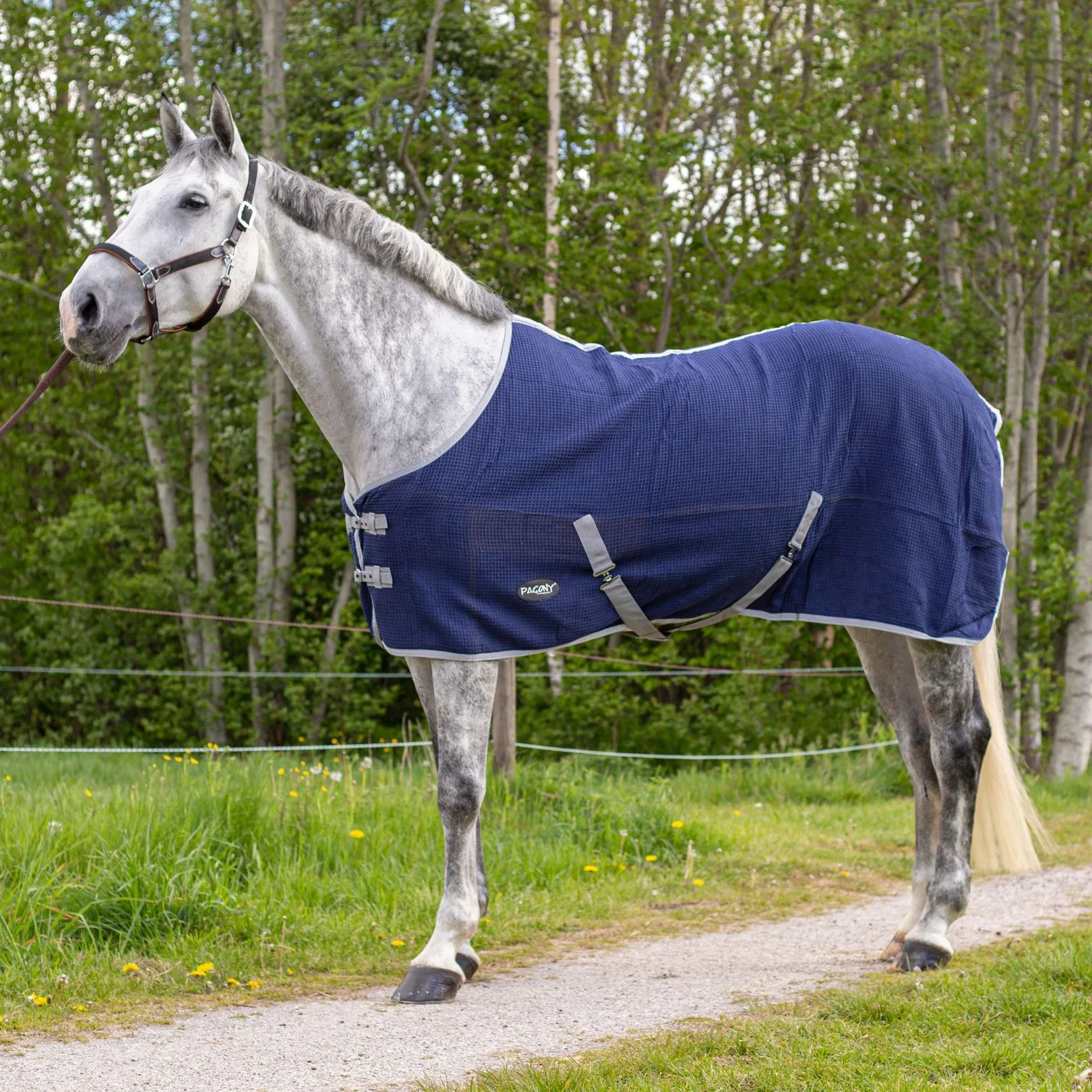 Pagony Honey summer blanket