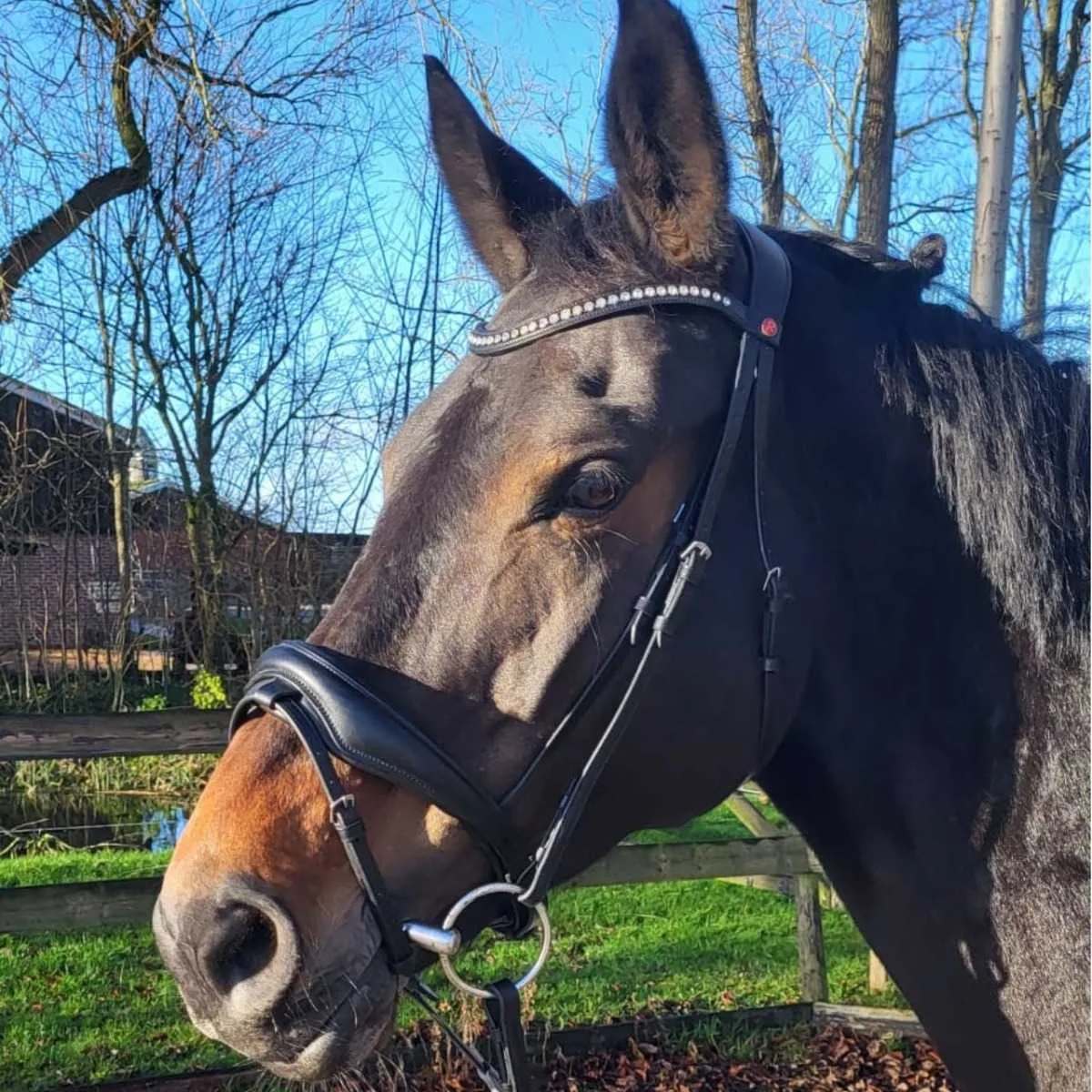 Rossner Taormina Bridle