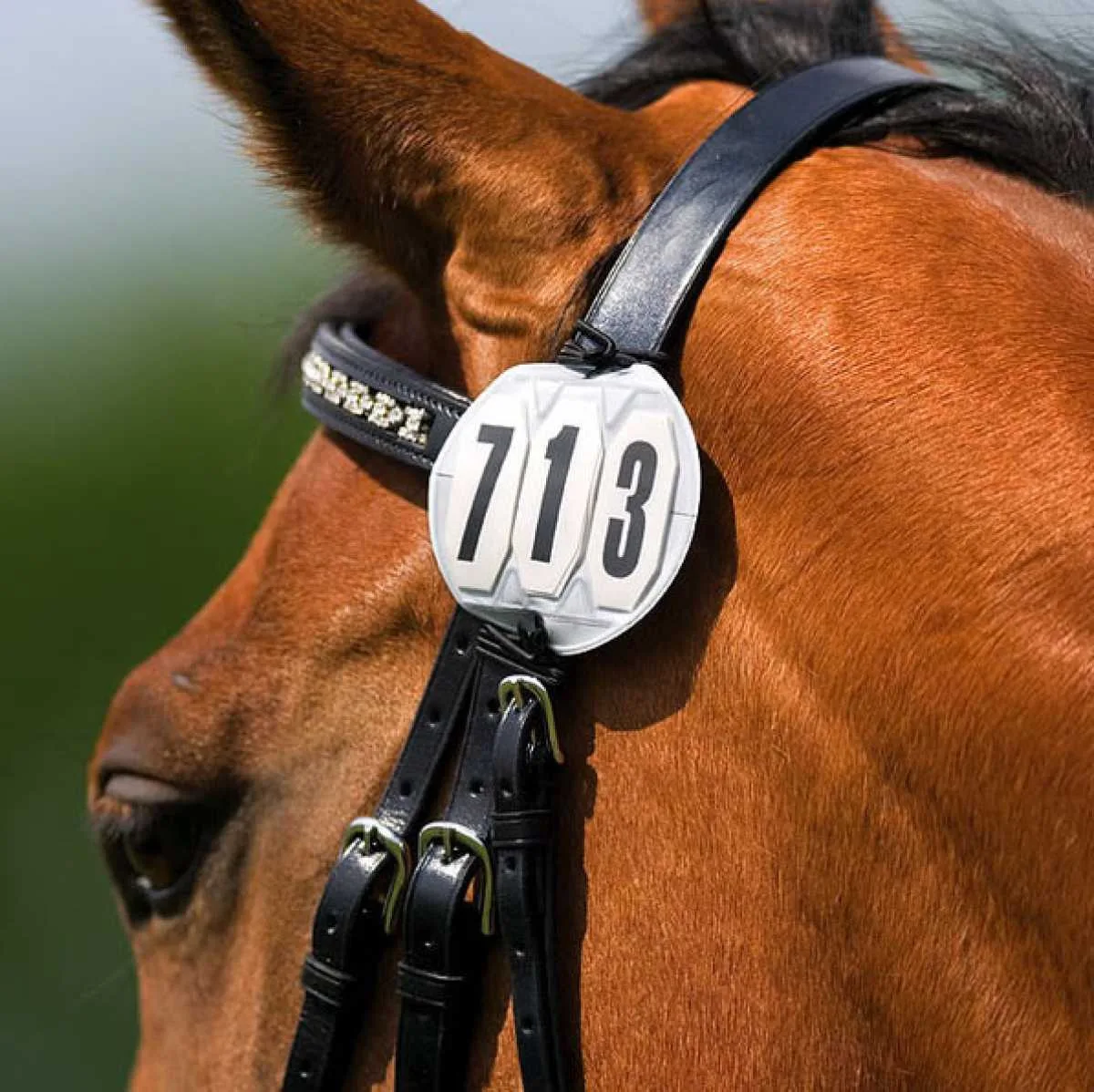 Start numbers Headstall round