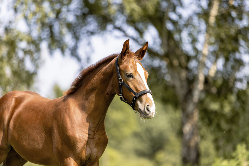 FOHLEN<br>HEADCOLLAR