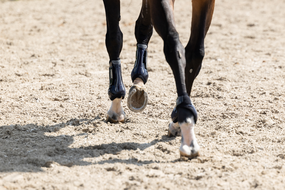 PRO.FLEX CLASSIC F<br>TENDON BOOTS