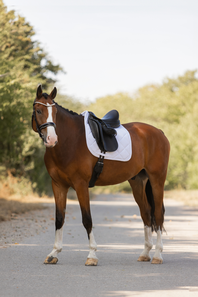 PRO SOFT<br>SADDLE CLOTH