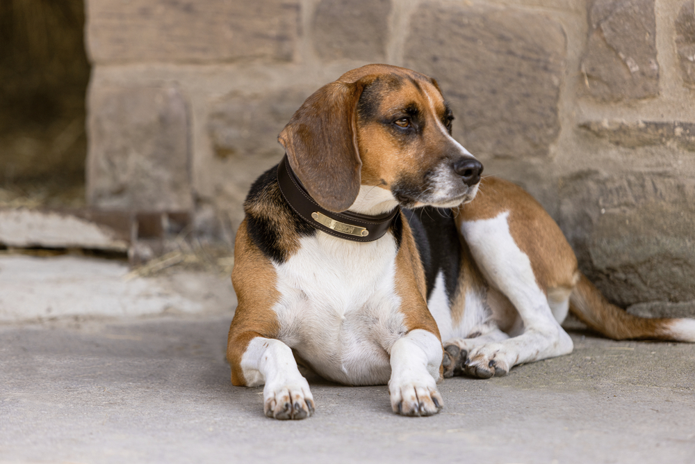 HUNDE SET ECHTLEDER<br>DOG SET