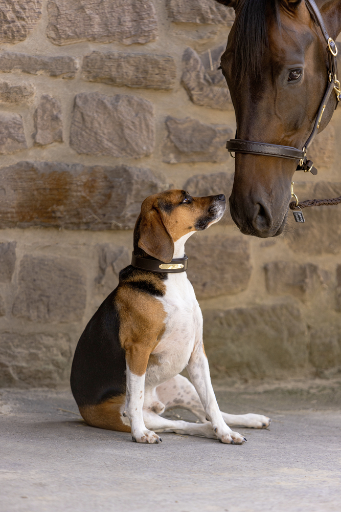 HUNDE SET ECHTLEDER<br>DOG SET