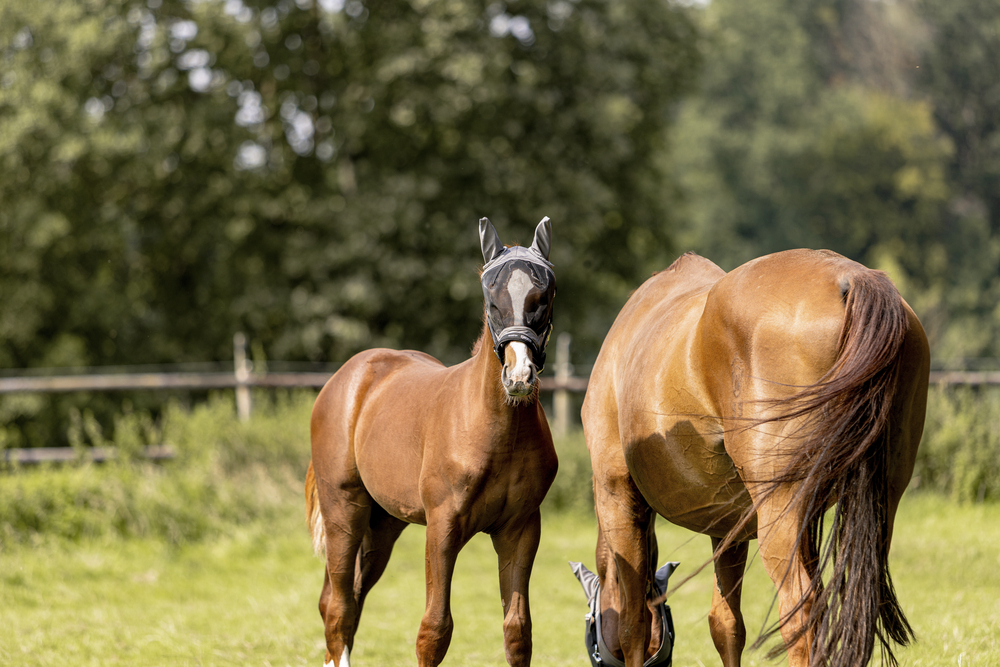 FLY MASK<br>FLIEGENMASKE