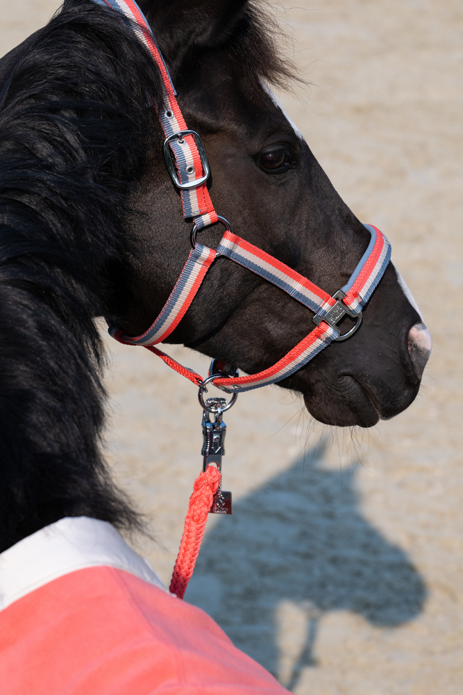 DOUBLE PIN<br>HEADCOLLAR