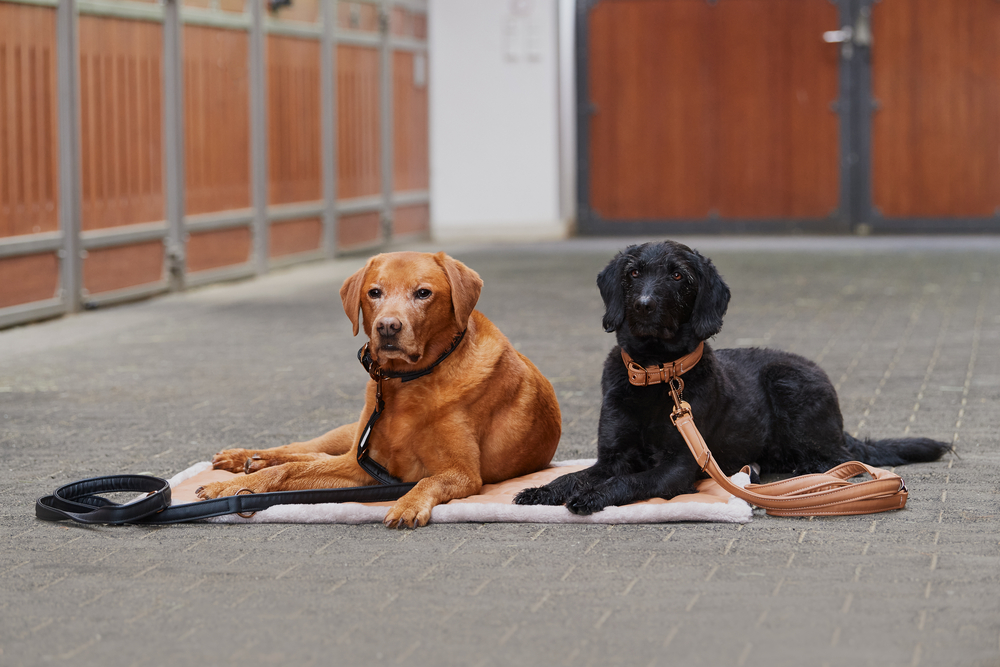 FAUX LEATHER<br>DOG SET