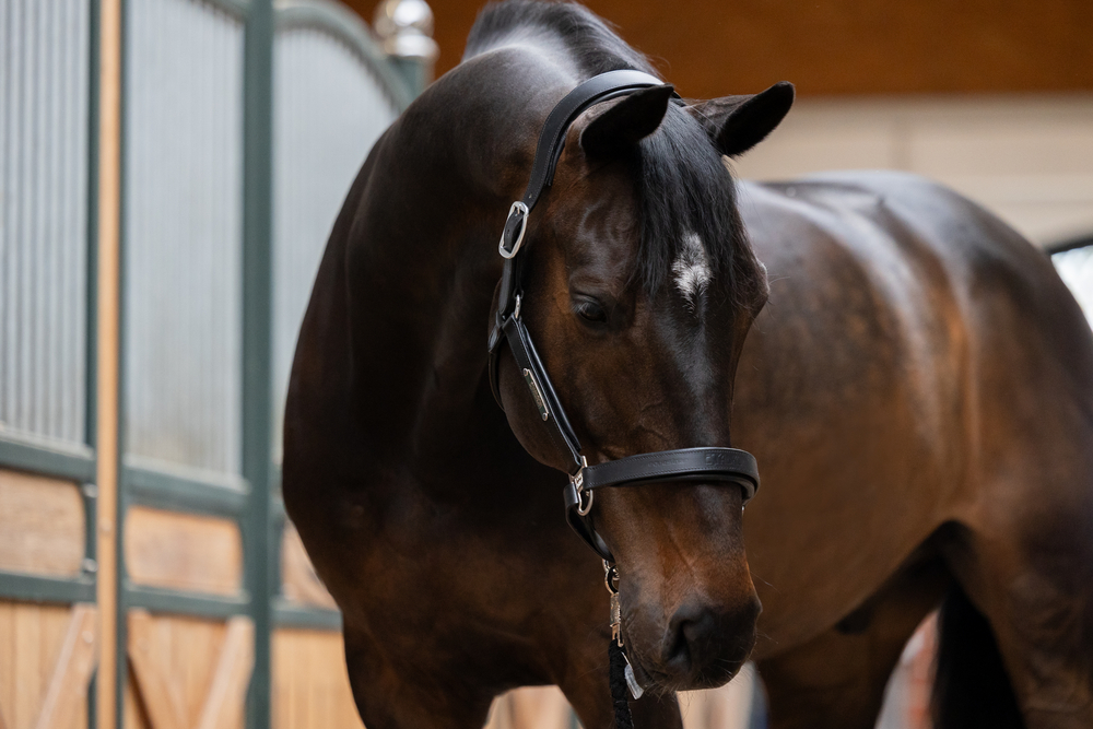 LEATHER STALLION<br>HALFTER