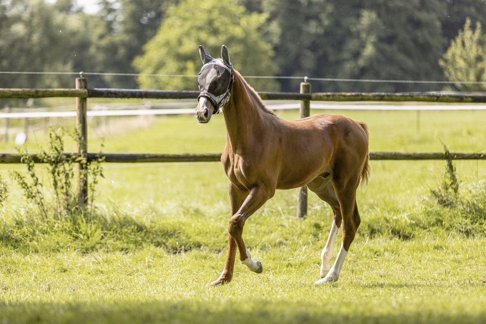 FLY MASK<br>FLIEGENMASKE
